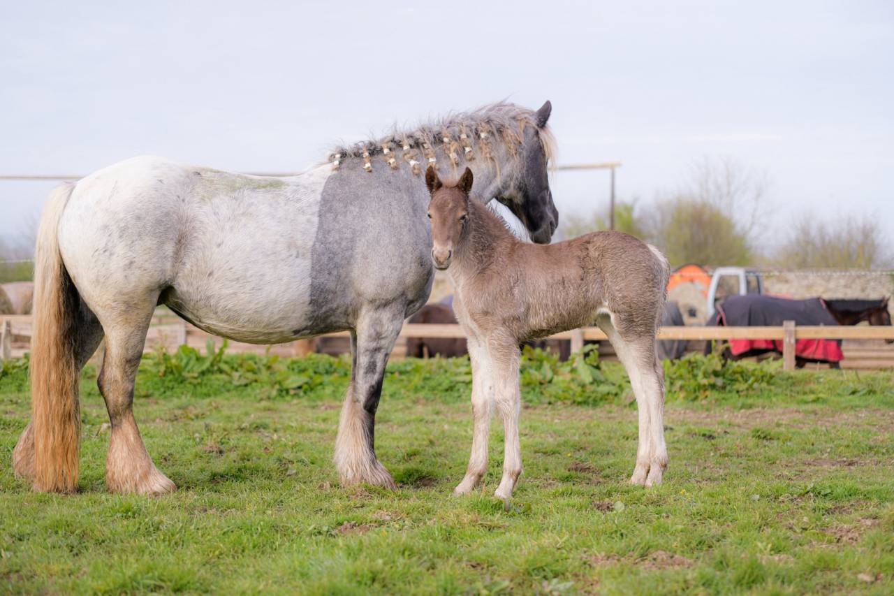 Filly Friesian Arabian For sale 2026 Silver dapple