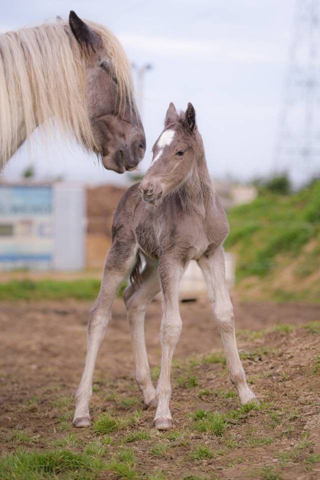 Colt Friesian Arabian For sale 2026 Silver dapple