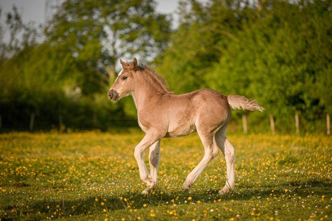 Colt Friesian Arabian For sale 2026 Silver dapple