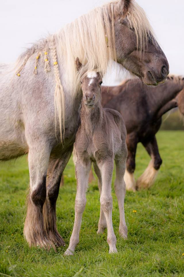Colt Friesian Arabian For sale 2026 Silver dapple