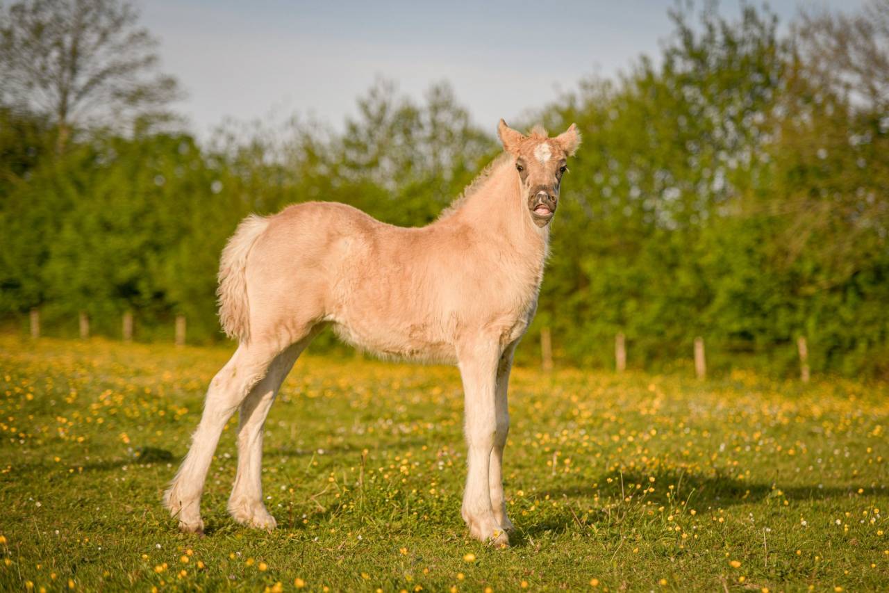 Filly Friesian Arabian For sale 2026 Silver dapple