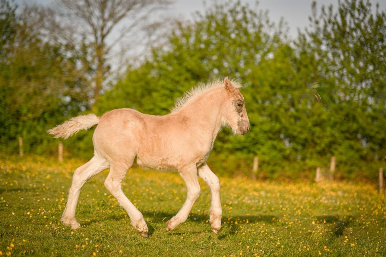 Filly Friesian Arabian For sale 2026 Silver dapple