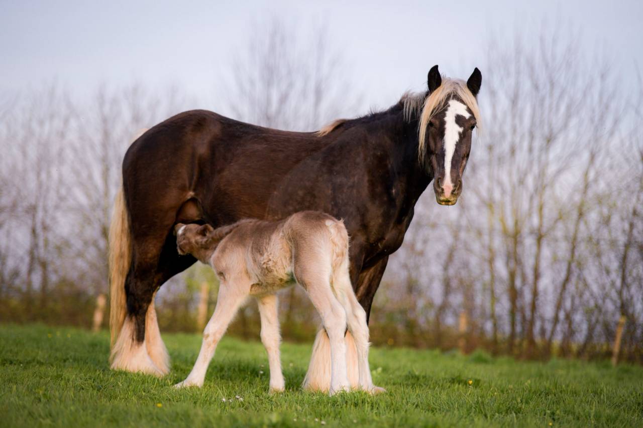Filly Friesian Arabian For sale 2026 Silver dapple