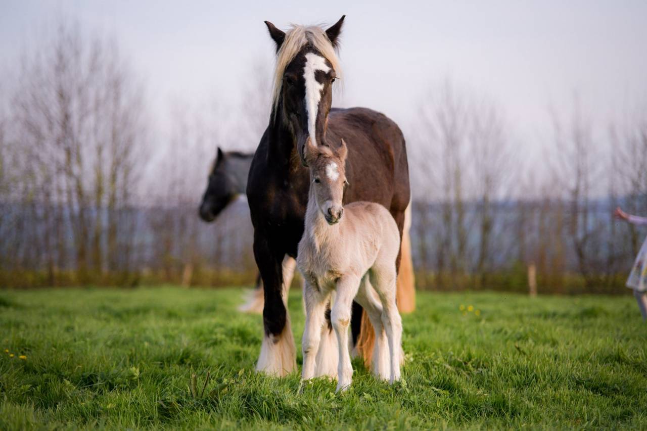 Filly Friesian Arabian For sale 2026 Silver dapple