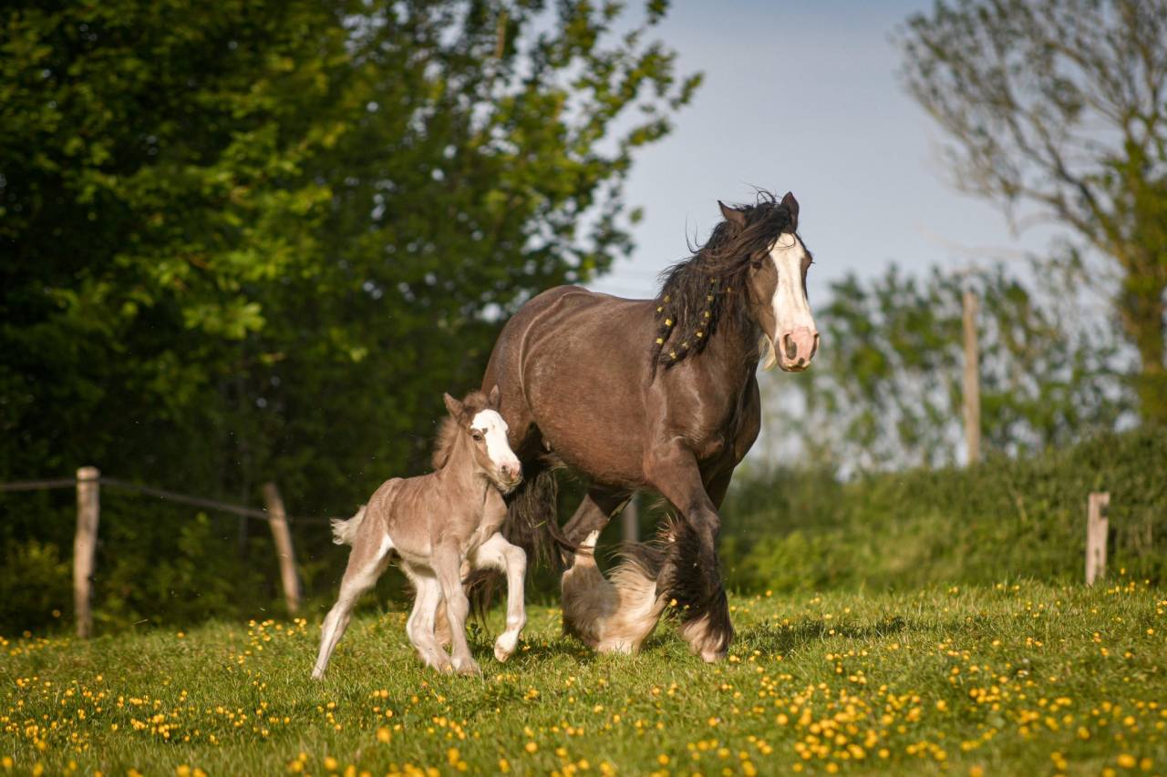 Filly Gypsy Cob For sale 2026 Silver dapple