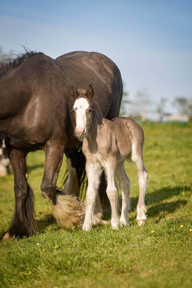 Filly Gypsy Cob For sale 2026 Silver dapple