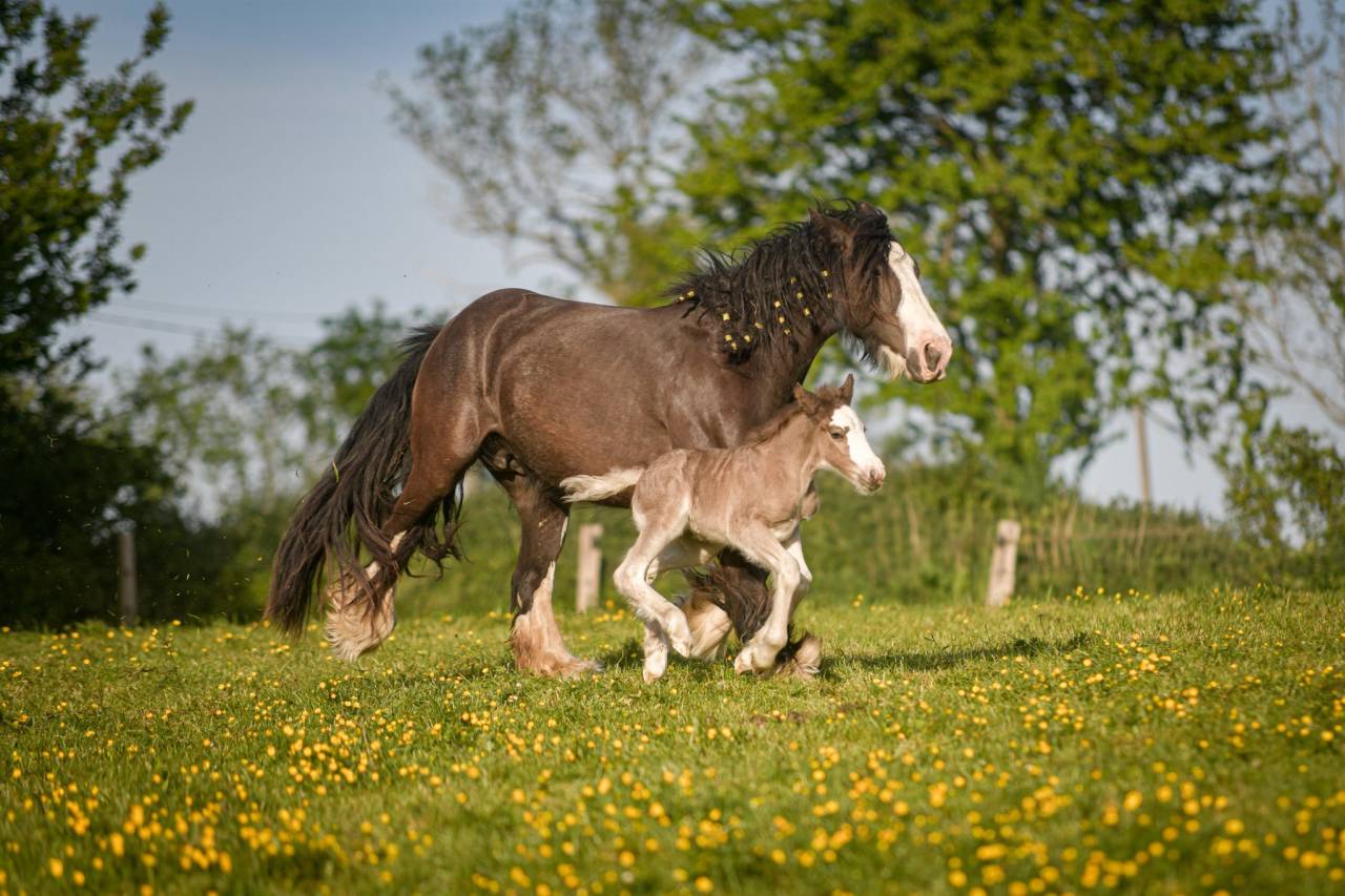 Filly Gypsy Cob For sale 2026 Silver dapple