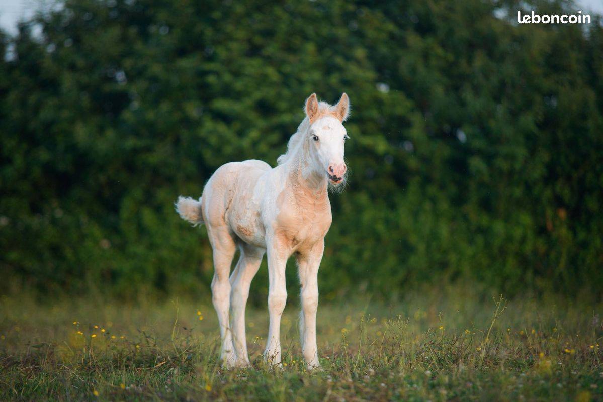 Filly Gypsy Cob For sale 2025 Palomino