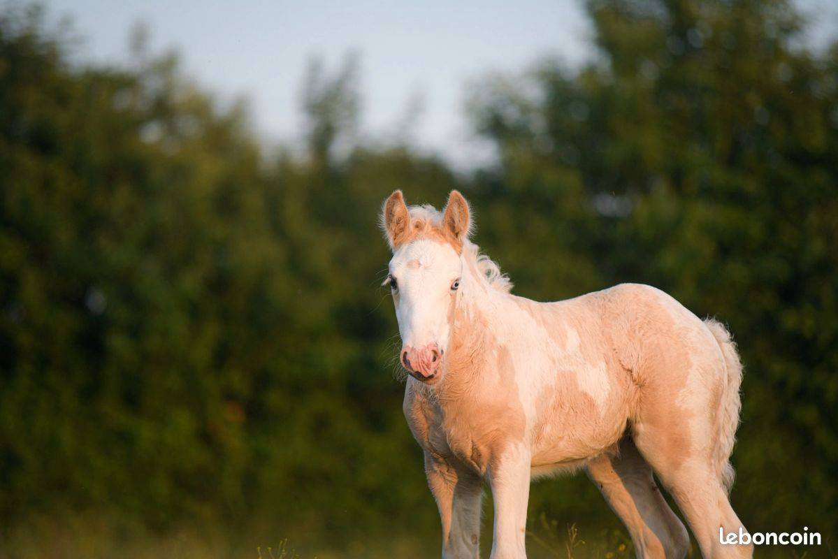 Filly Gypsy Cob For sale 2025 Palomino