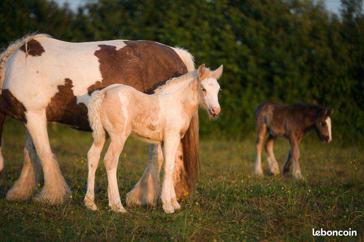 Filly Gypsy Cob For sale 2025 Palomino