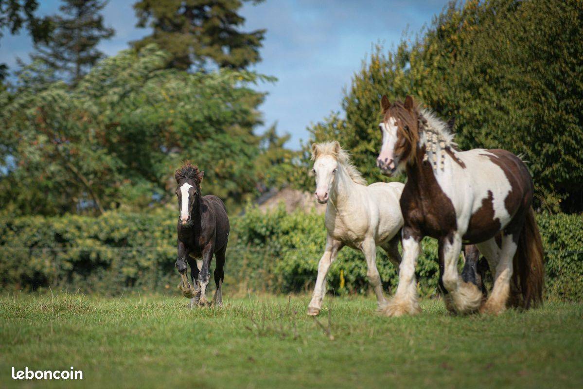 Filly Gypsy Cob For sale 2025 Palomino
