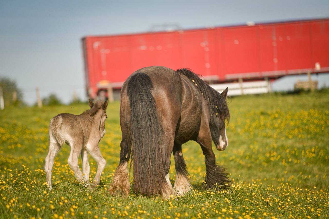 Mare Gypsy Cob For sale 2022 Other color