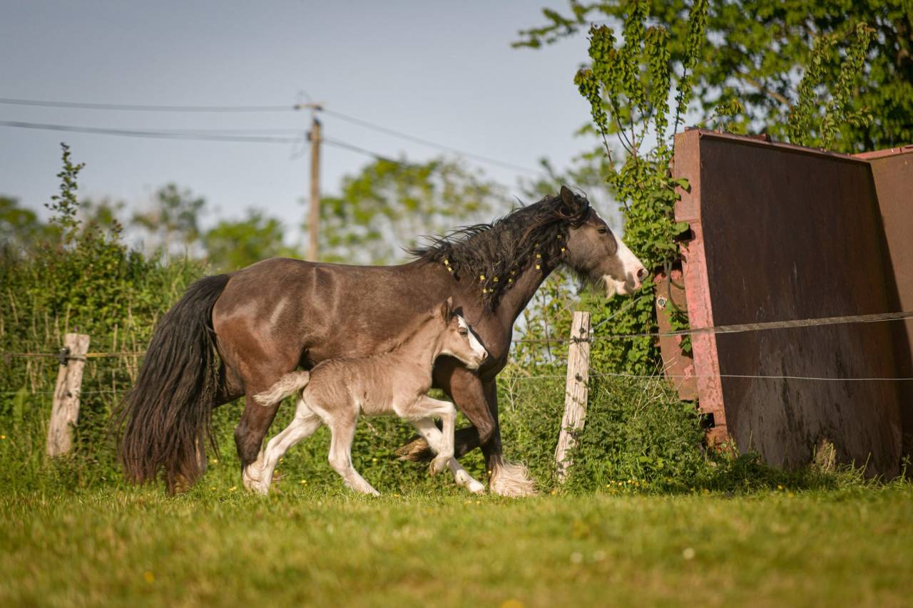Mare Gypsy Cob For sale 2022 Other color