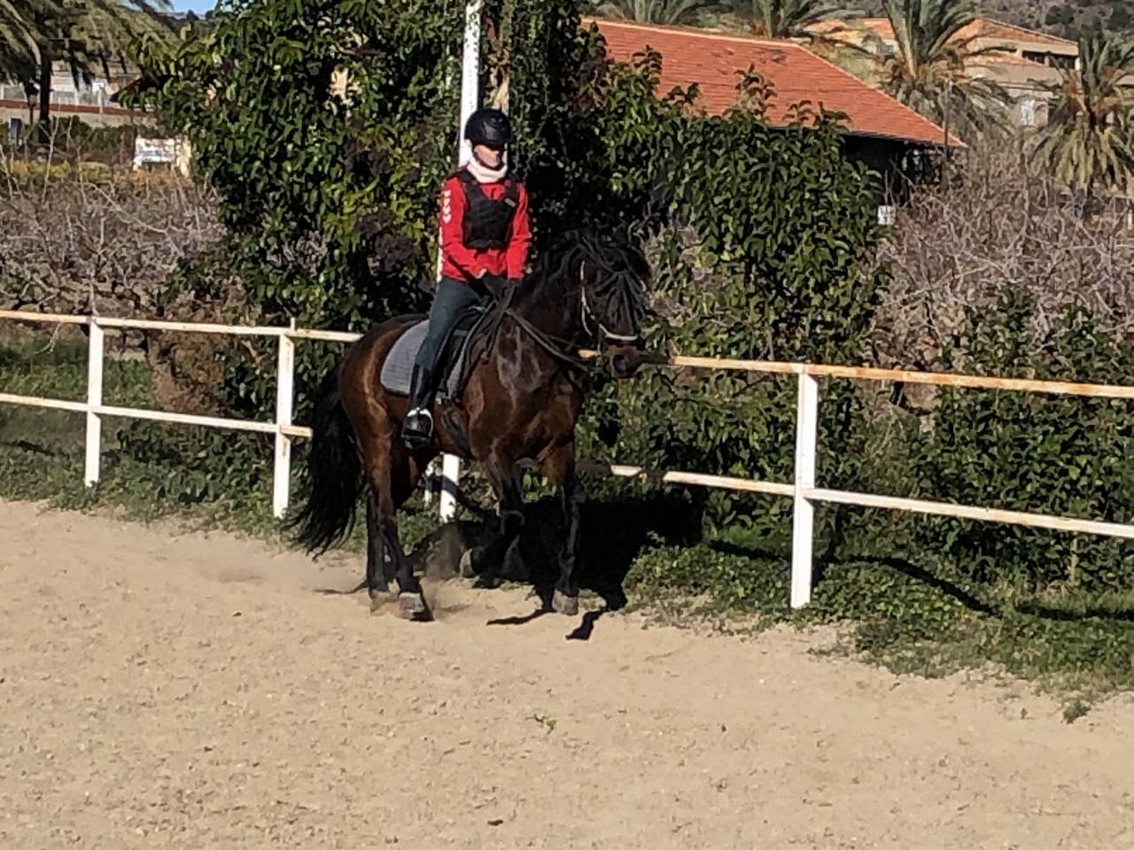 Gelding PRE Pure Spanish Bred For sale 2016 Other color