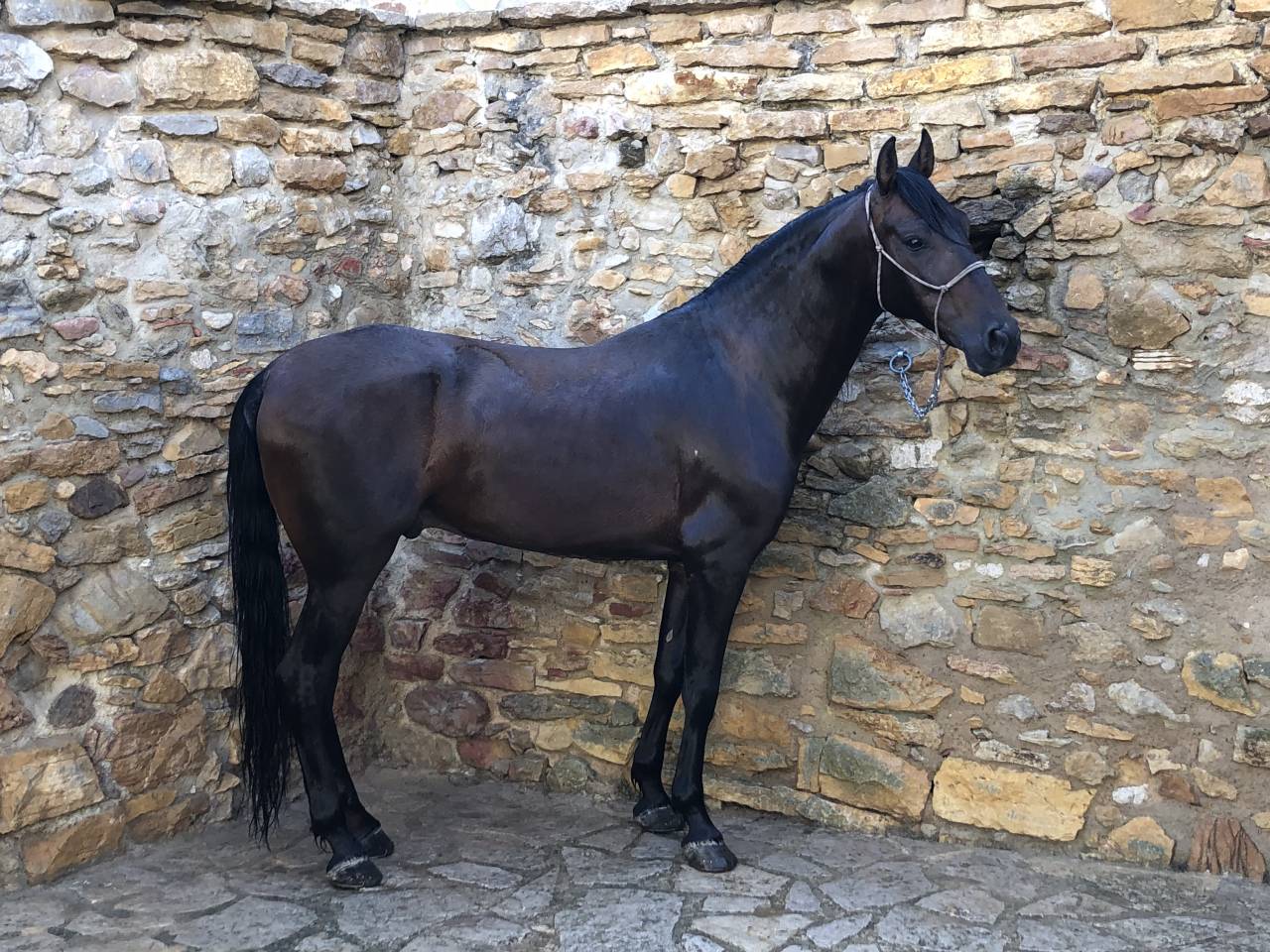 Gelding PRE Pure Spanish Bred For sale 2016 Other color
