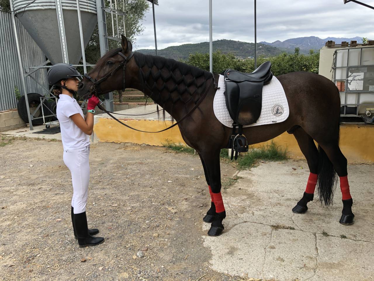 Gelding PRE Pure Spanish Bred For sale 2016 Other color