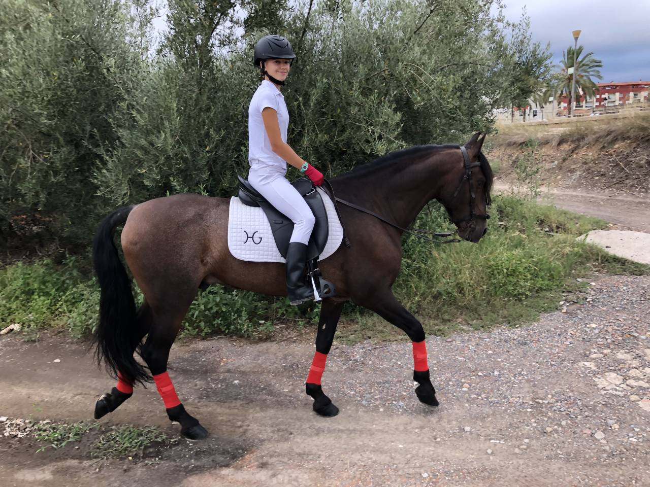 Gelding PRE Pure Spanish Bred For sale 2016 Other color