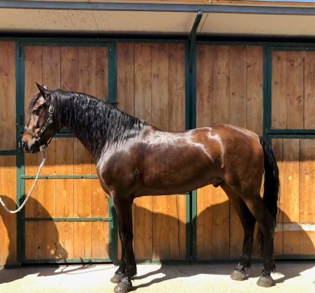 Gelding PRE Pure Spanish Bred For sale 2016 Other color