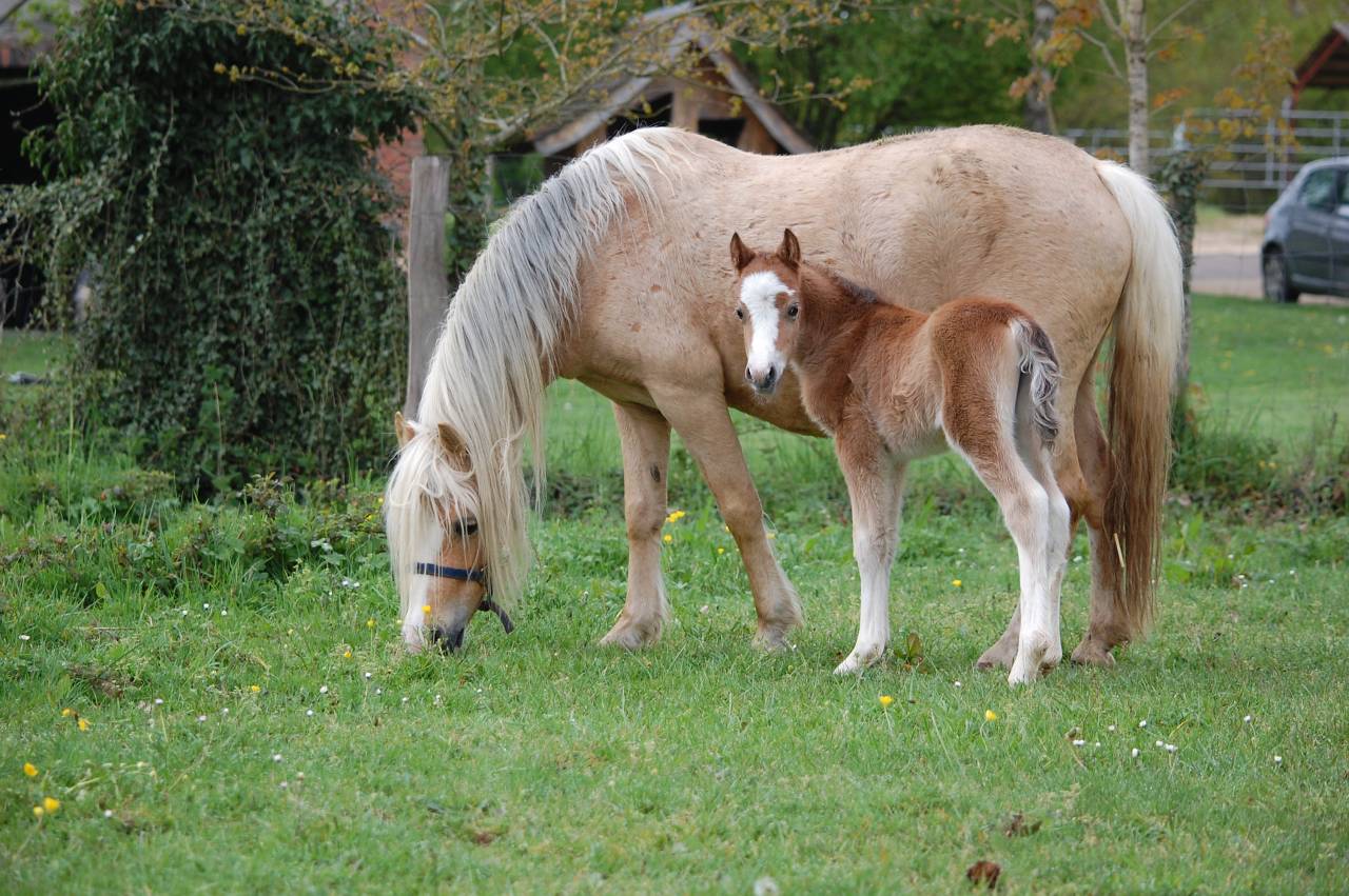 Filly Welsh Pony (Section A) For sale 2026 Buckskin