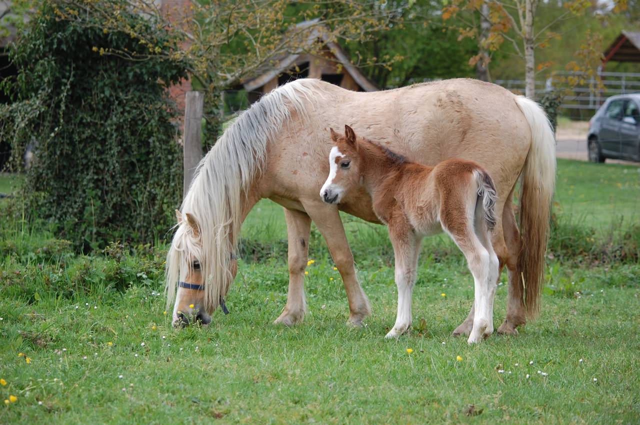 Filly Welsh Pony (Section A) For sale 2026 Buckskin