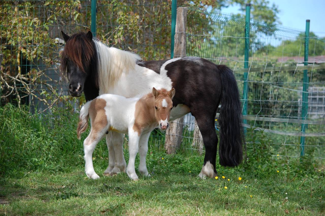 Colt Shetland Pony For sale 2026 Coloured