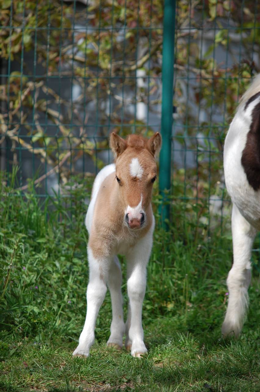 Colt Shetland Pony For sale 2026 Coloured