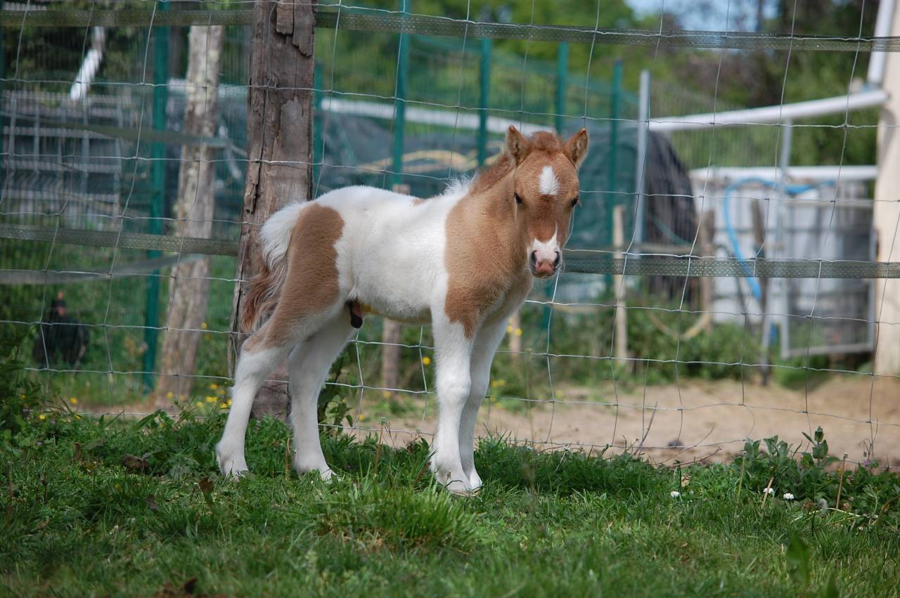 Colt Shetland Pony For sale 2026 Coloured