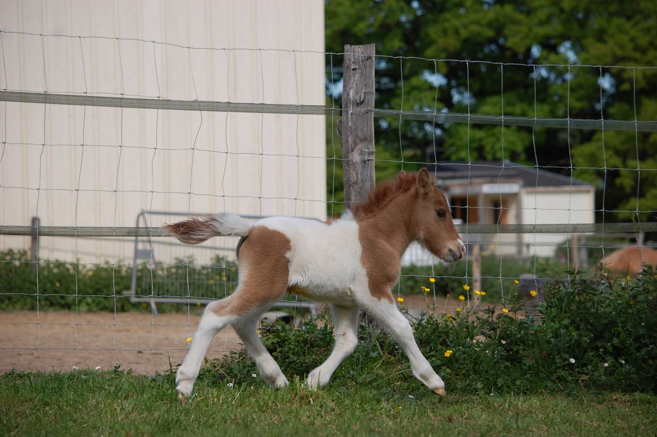 Colt Shetland Pony For sale 2026 Coloured