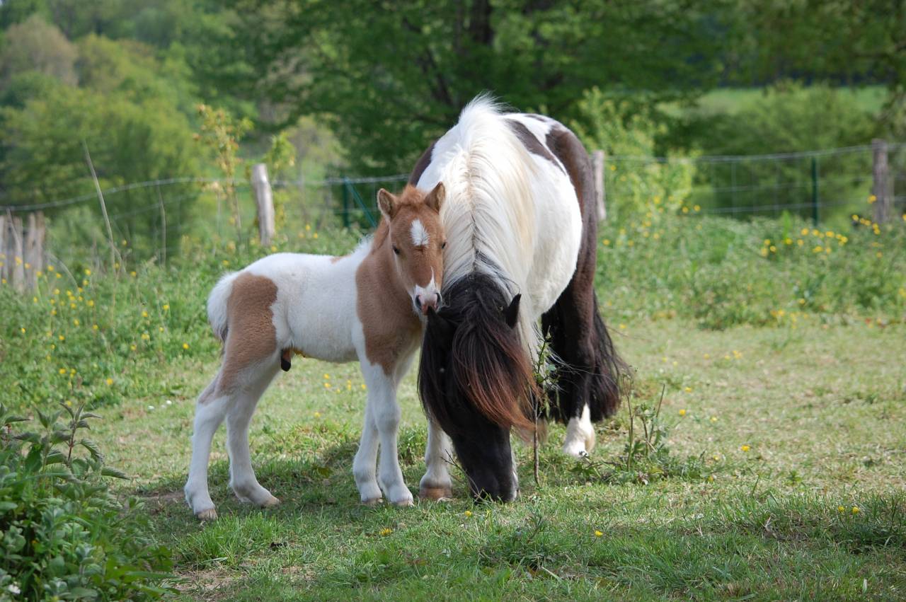 Colt Shetland Pony For sale 2026 Coloured