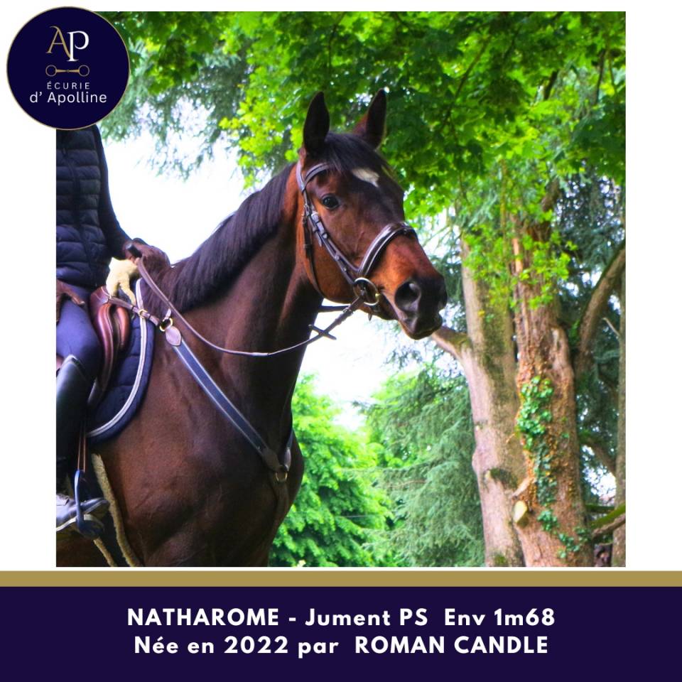 Mare Thoroughbred For sale 2022 Dark Bay