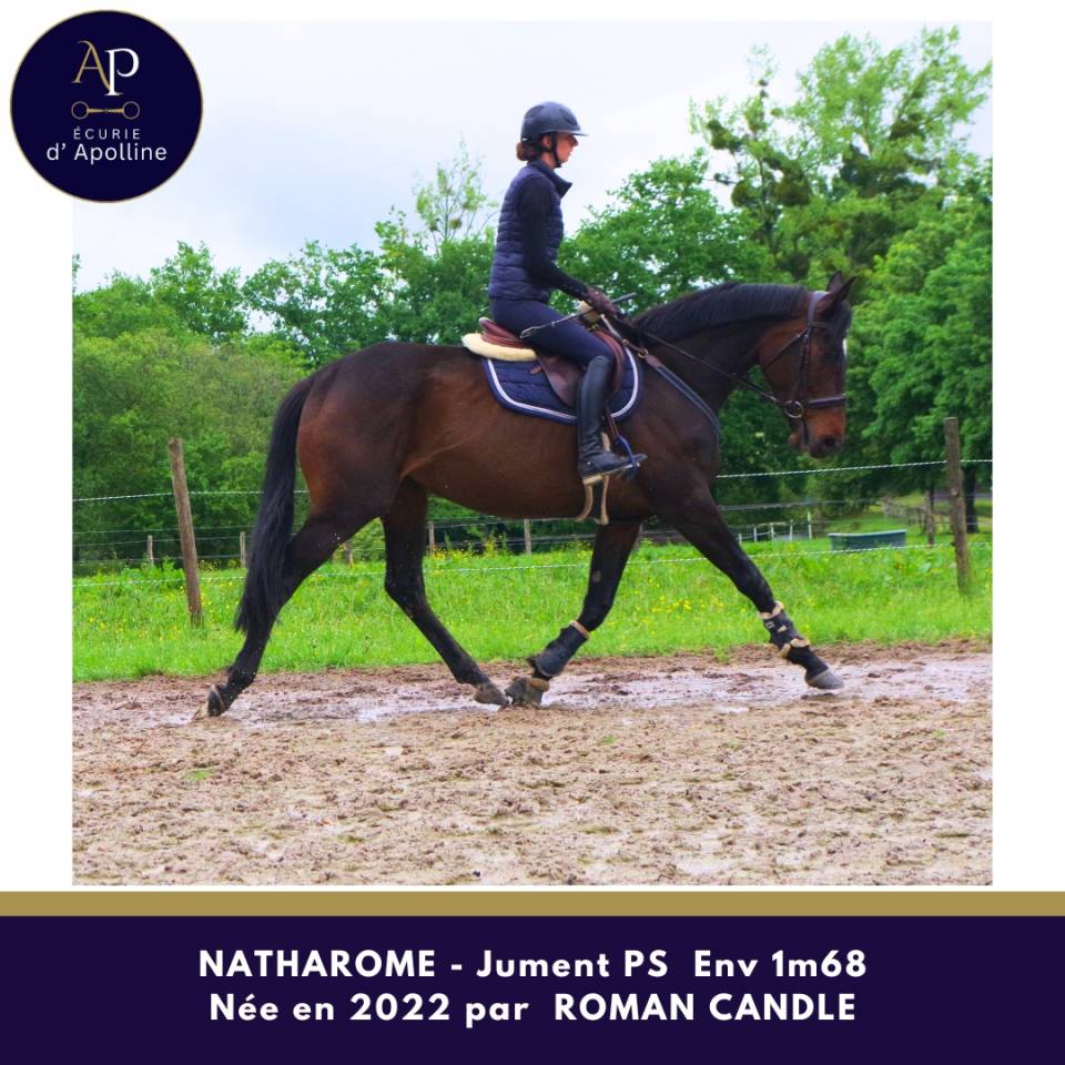 Mare Thoroughbred For sale 2022 Dark Bay