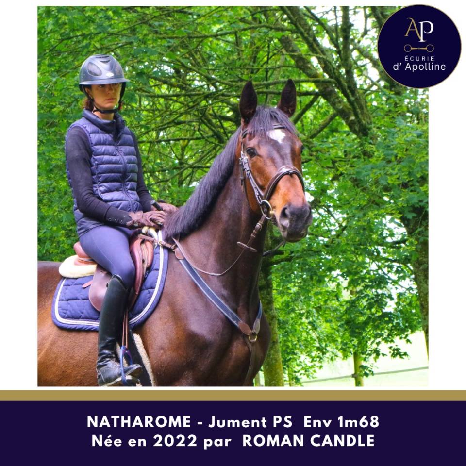 Mare Thoroughbred For sale 2022 Dark Bay