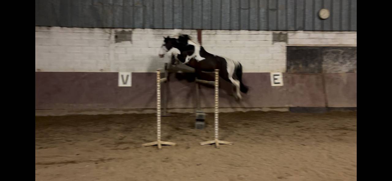 HA L'AMOUR DU CENSE D'HEURE - sBs Belgian Warmblood 2013 by UMBERTO VAN ERPEKOM Z