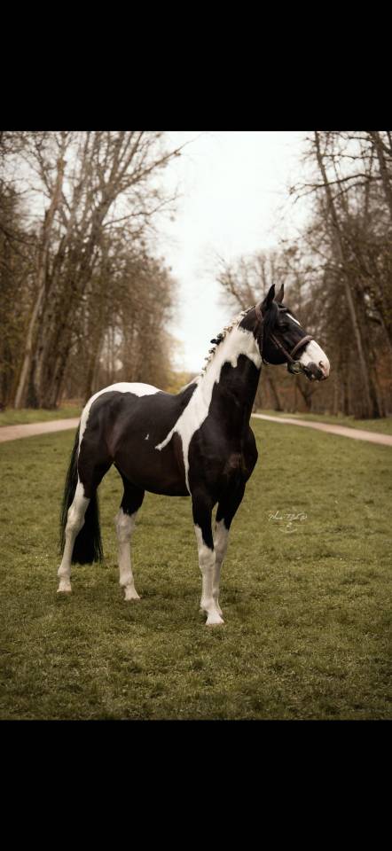 HA L'AMOUR DU CENSE D'HEURE - sBs Belgian Warmblood 2013 by UMBERTO VAN ERPEKOM Z