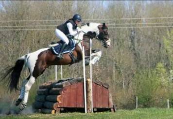 HA L'AMOUR DU CENSE D'HEURE - sBs Belgian Warmblood 2013 by UMBERTO VAN ERPEKOM Z