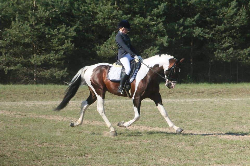 HA L'AMOUR DU CENSE D'HEURE - sBs Belgian Warmblood 2013 by UMBERTO VAN ERPEKOM Z