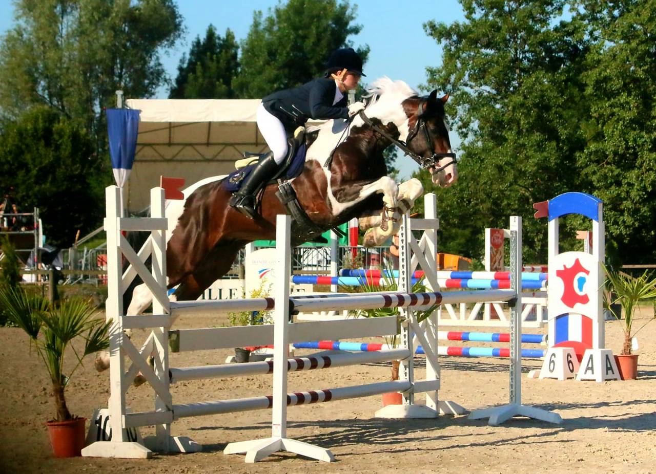 HA L'AMOUR DU CENSE D'HEURE - sBs Belgian Warmblood 2013 by UMBERTO VAN ERPEKOM Z