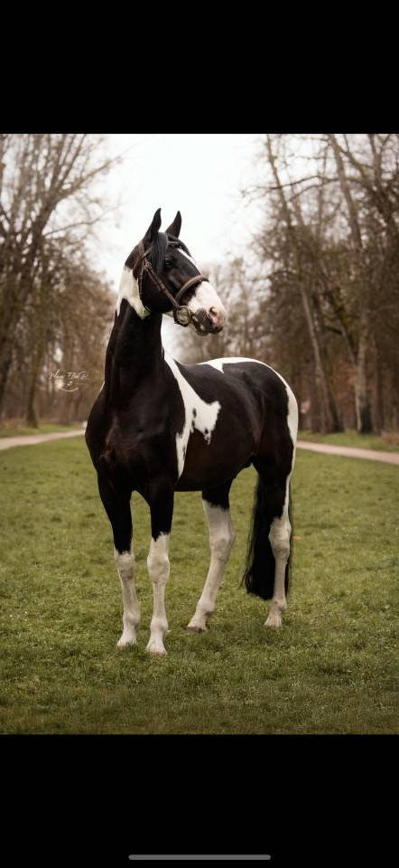 HA L'AMOUR DU CENSE D'HEURE - sBs Belgian Warmblood 2013 by UMBERTO VAN ERPEKOM Z