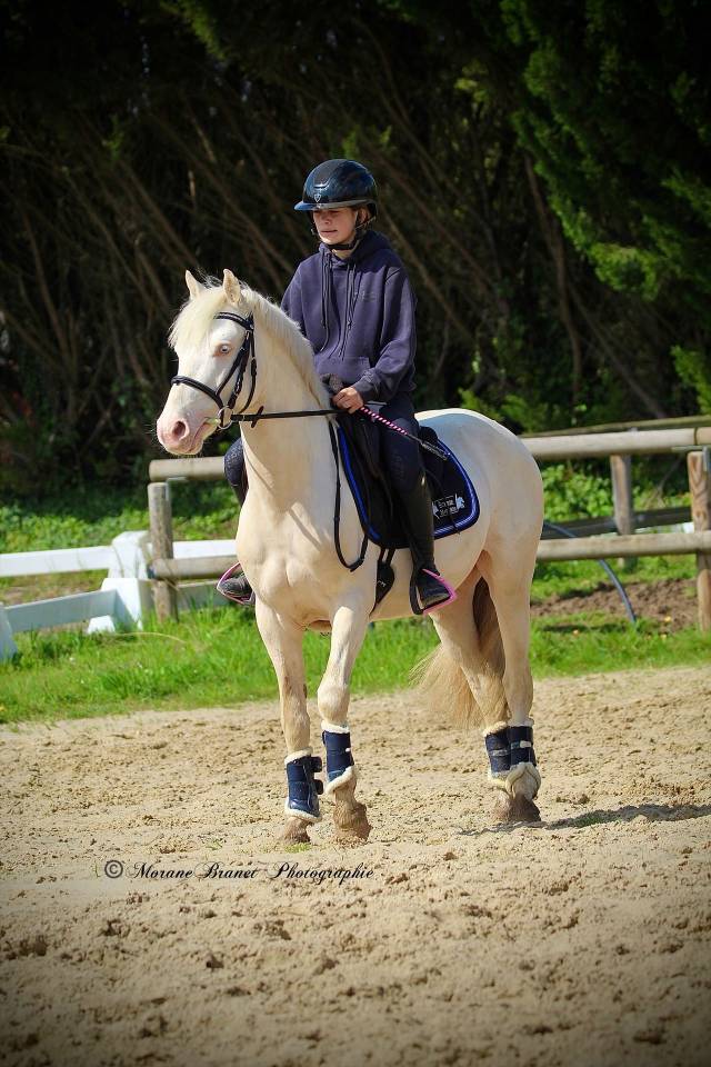 Entire French Saddle Pony For sale 2021 Buckskin