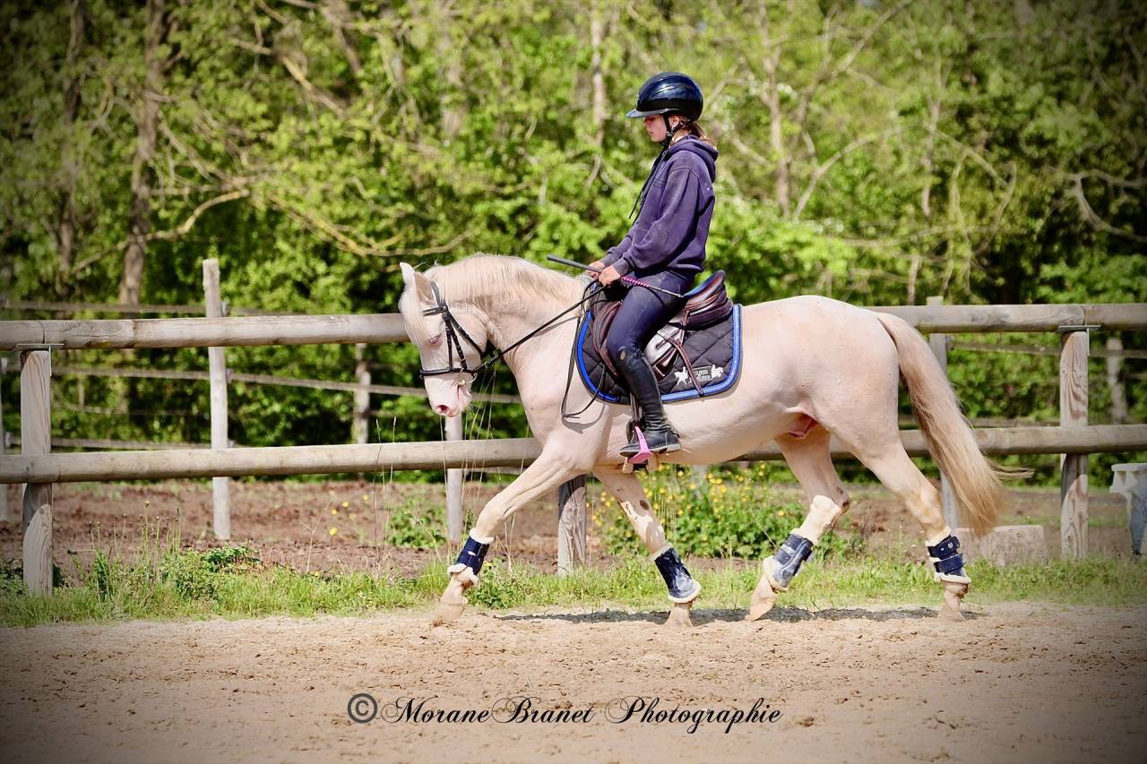 Entire French Saddle Pony For sale 2021 Buckskin