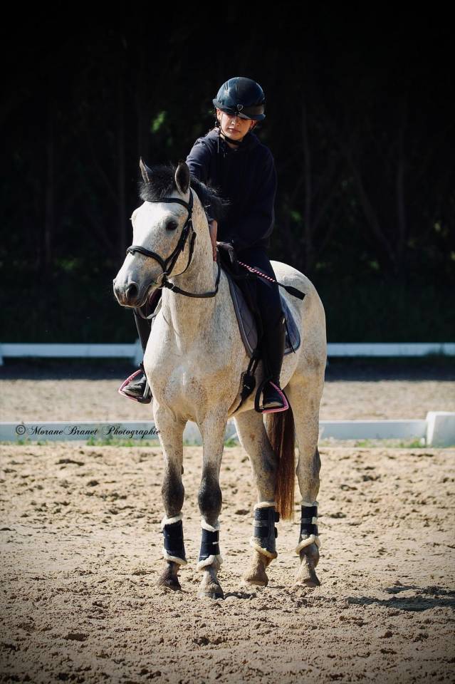 Entire French Saddle Pony For sale 2021 Buckskin
