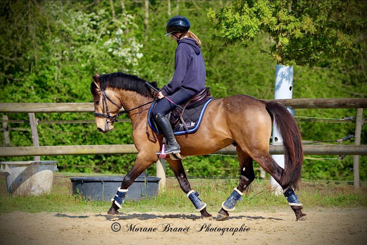 Entire French Saddle Pony For sale 2021 Buckskin