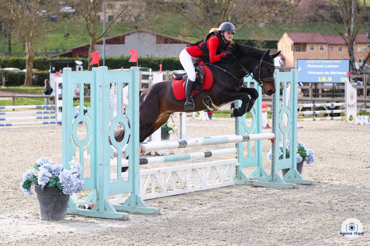 Entire French Saddle Pony For sale 2021 Buckskin