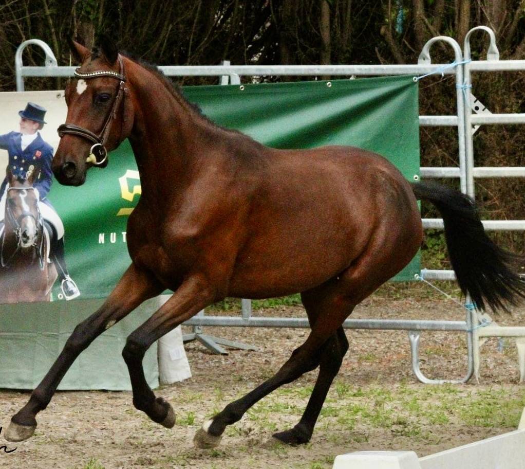Entire French Saddle Pony For sale 2021 Buckskin