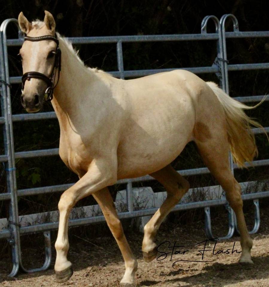 Entire French Saddle Pony For sale 2021 Buckskin