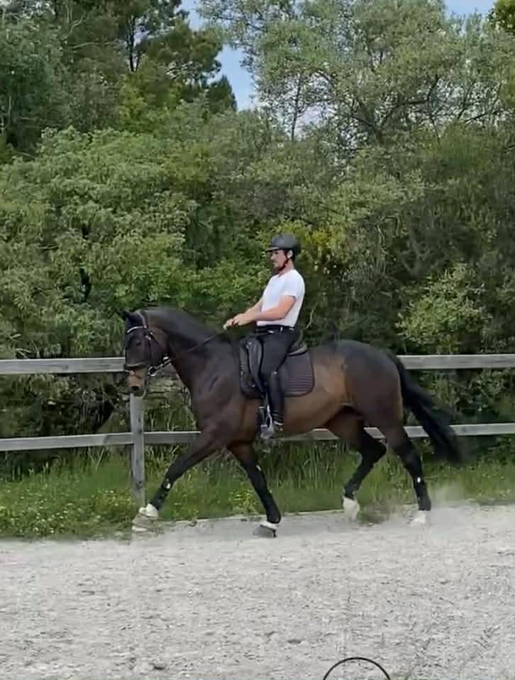 Gelding Oldenburg For sale 2013 Dark Bay