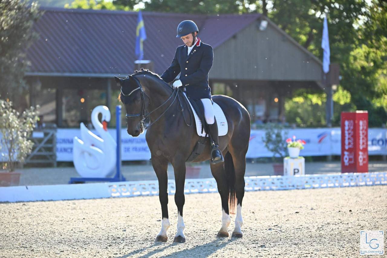 Gelding Oldenburg For sale 2013 Dark Bay