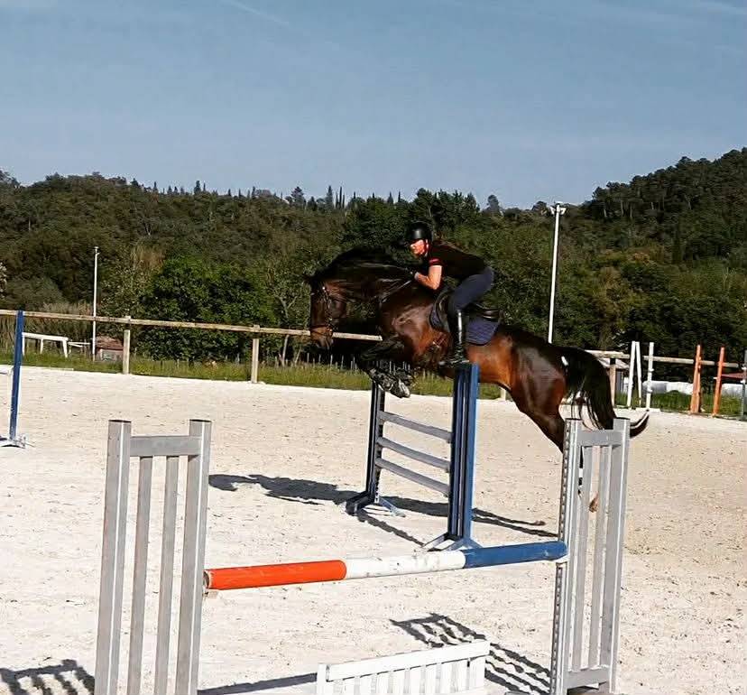 Gelding Oldenburg For sale 2013 Dark Bay