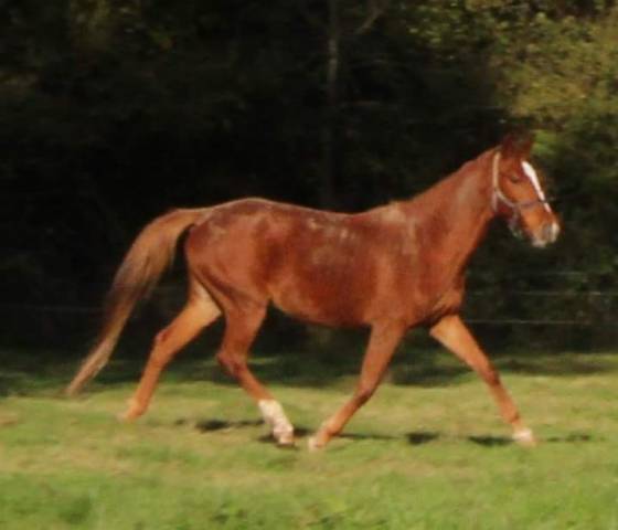 Mare Selle Fran&ccedil;ais For sale 2020 Chesnut