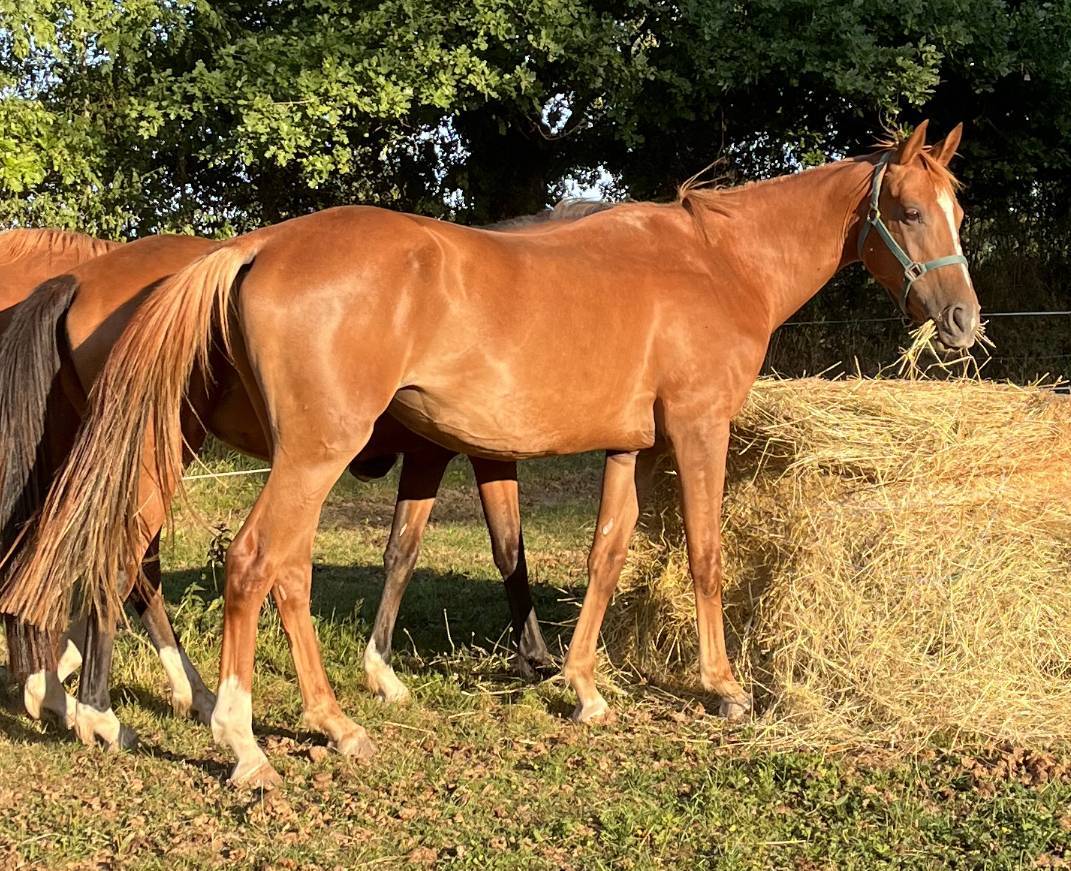 Mare Selle Fran&ccedil;ais For sale 2020 Chesnut
